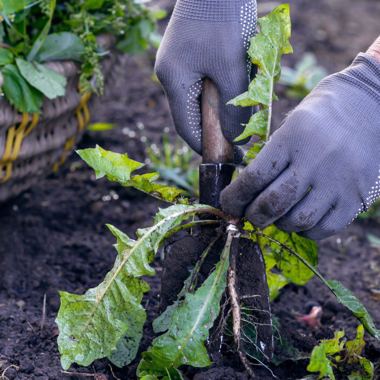 Property Maintenance in Eugene, OR Property Maintenance in Eugene, OR